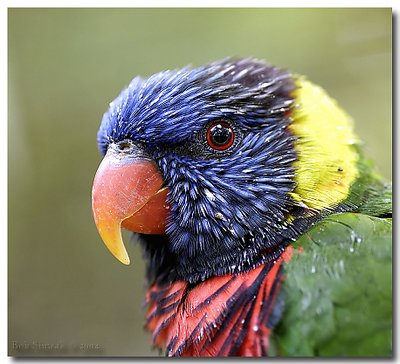 Lorikeet