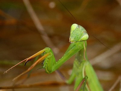 mantis