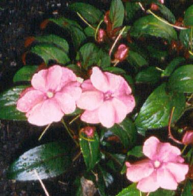 After Rain