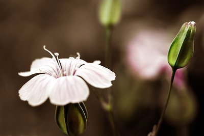 White flower
