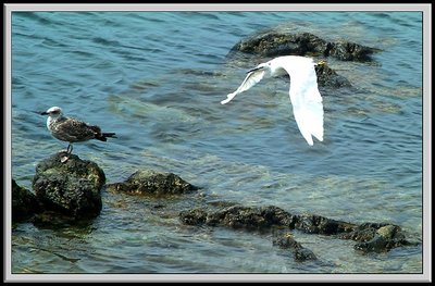 Sea gulls and cranes