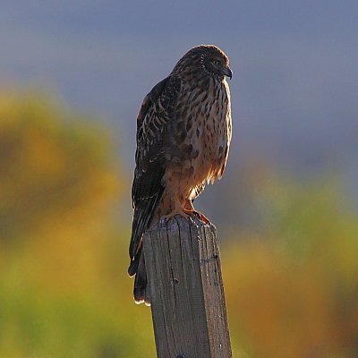 Northern Harrier on Post in Bosqué del Apache NWR