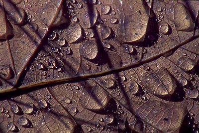 Morning Dew on Oak Leaf
