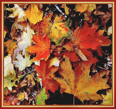 Autumn Carpet 