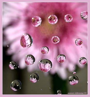 Raining flowers... 