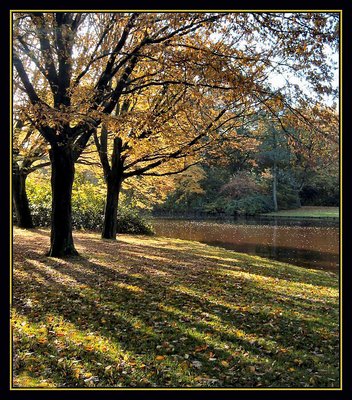 Autumn Shadow