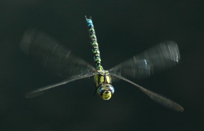 Dragonfly in flight