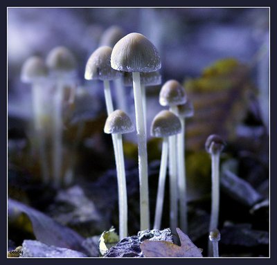 fungi