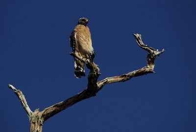 Eagle in everglades