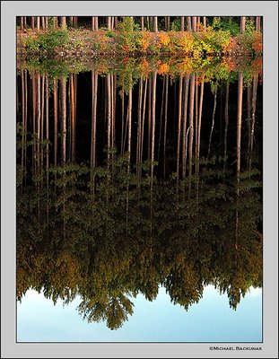 Lodgepole Pine Reflection