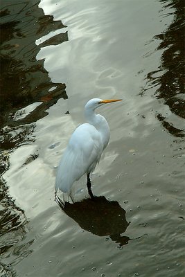 Heron at Lake Meritt