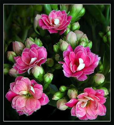 ***Kalanchoe***again