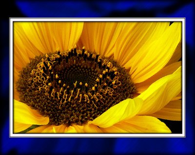 Blazing sunflower