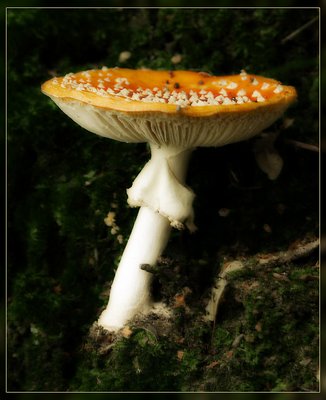Arty mushroom