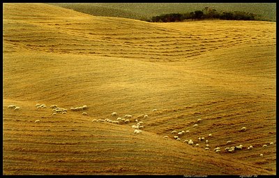 Sheeps on the waves