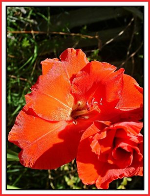 Just red.