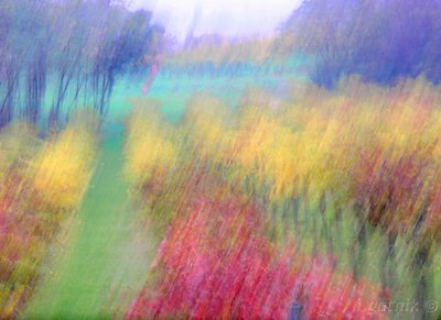 Vineyards in Autumn