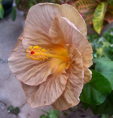 Brown Silk Hibiscus Oct 17, 2004