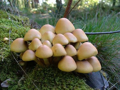 Toadstool Town