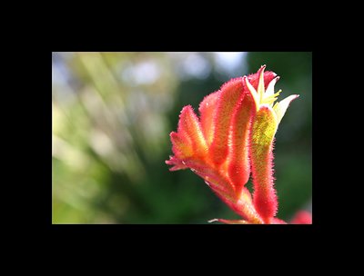 Kangaroo Paw