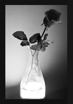 light rose..
