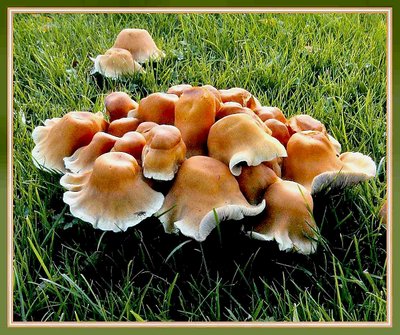 Mushroom Frienshipdance