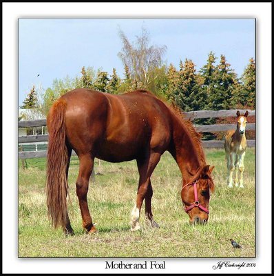 Mother and Foal