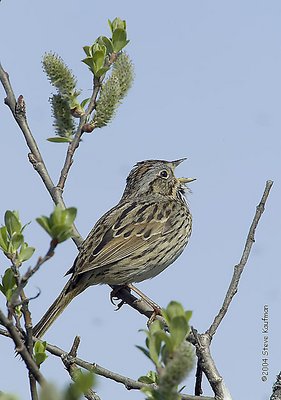 Lincoln's Sparrow