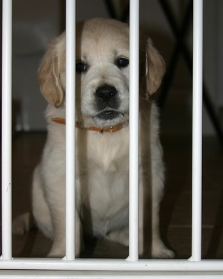 October 27 - Puppy prison