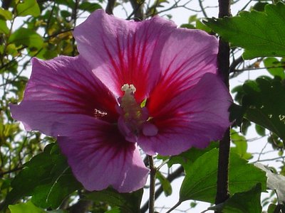 Hibiscus transparency