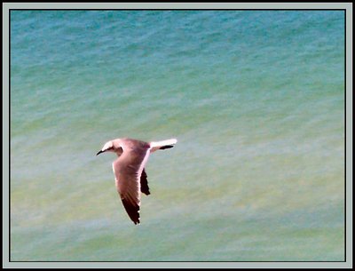 Bird Over Water