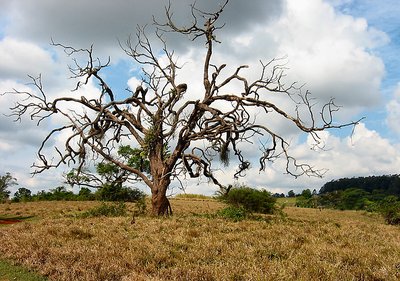 Dead Tree