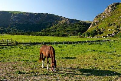 Grazing