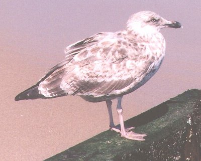 Young Gull