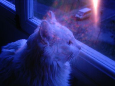 The Play Of Light