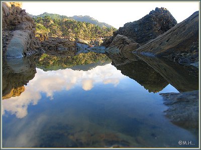 Reflection at Pt. Lobos