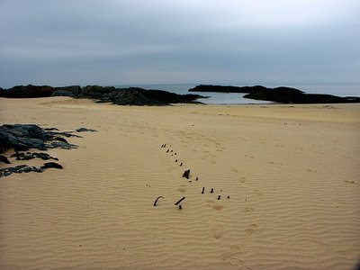 chasing the wee plover