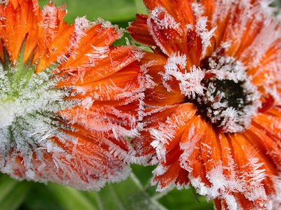 Frozen Alive
