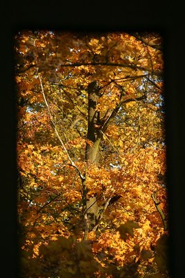 Golden Polish Autumn