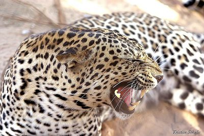 Profile with teeth