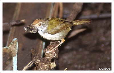 Common Tailorbird