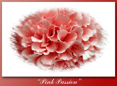 Pink Passion