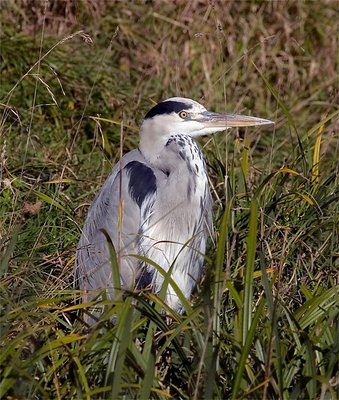 Heron