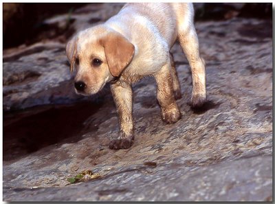 I've got muddy paws