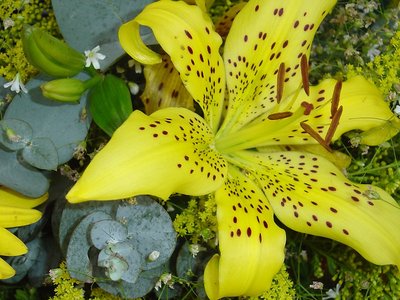 Yellow lily