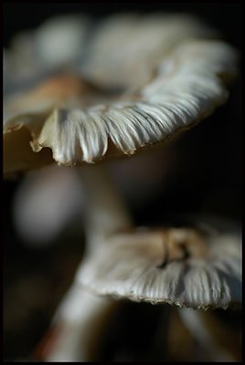 forest mushrooms 3