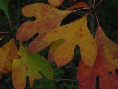 Fall Color's