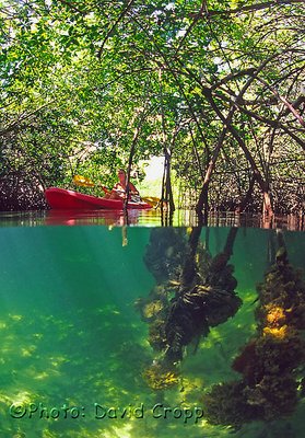 Mangrove adventure