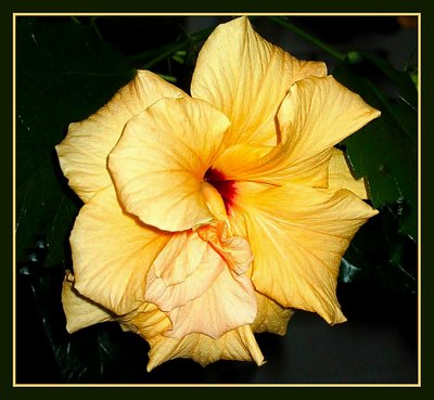 Double Hibiscus