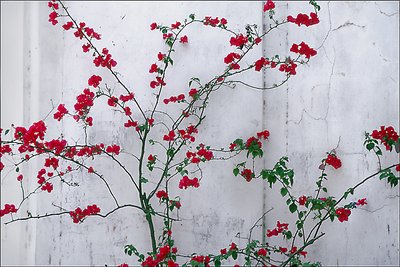 Bougainvillea